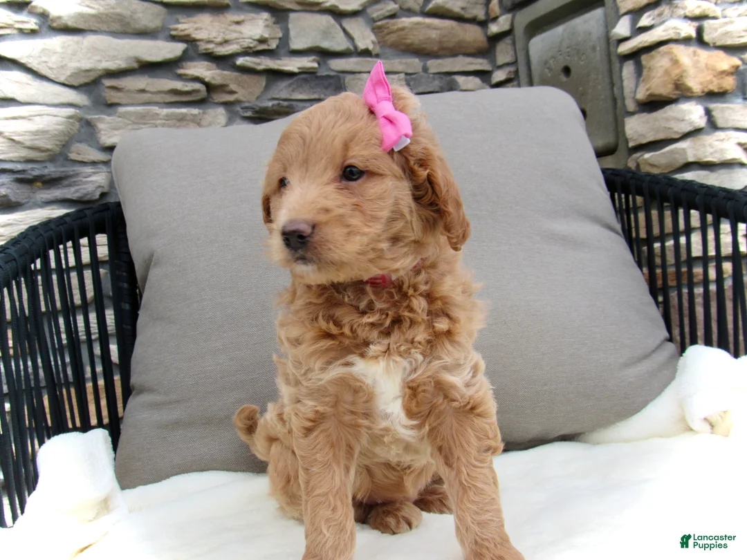 Mini Goldendoodle dogs for sale: Chloe - Ad 2