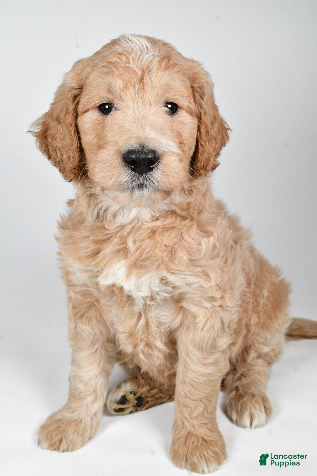 Labradoodle dogs for sale: Newton - Ad 3
