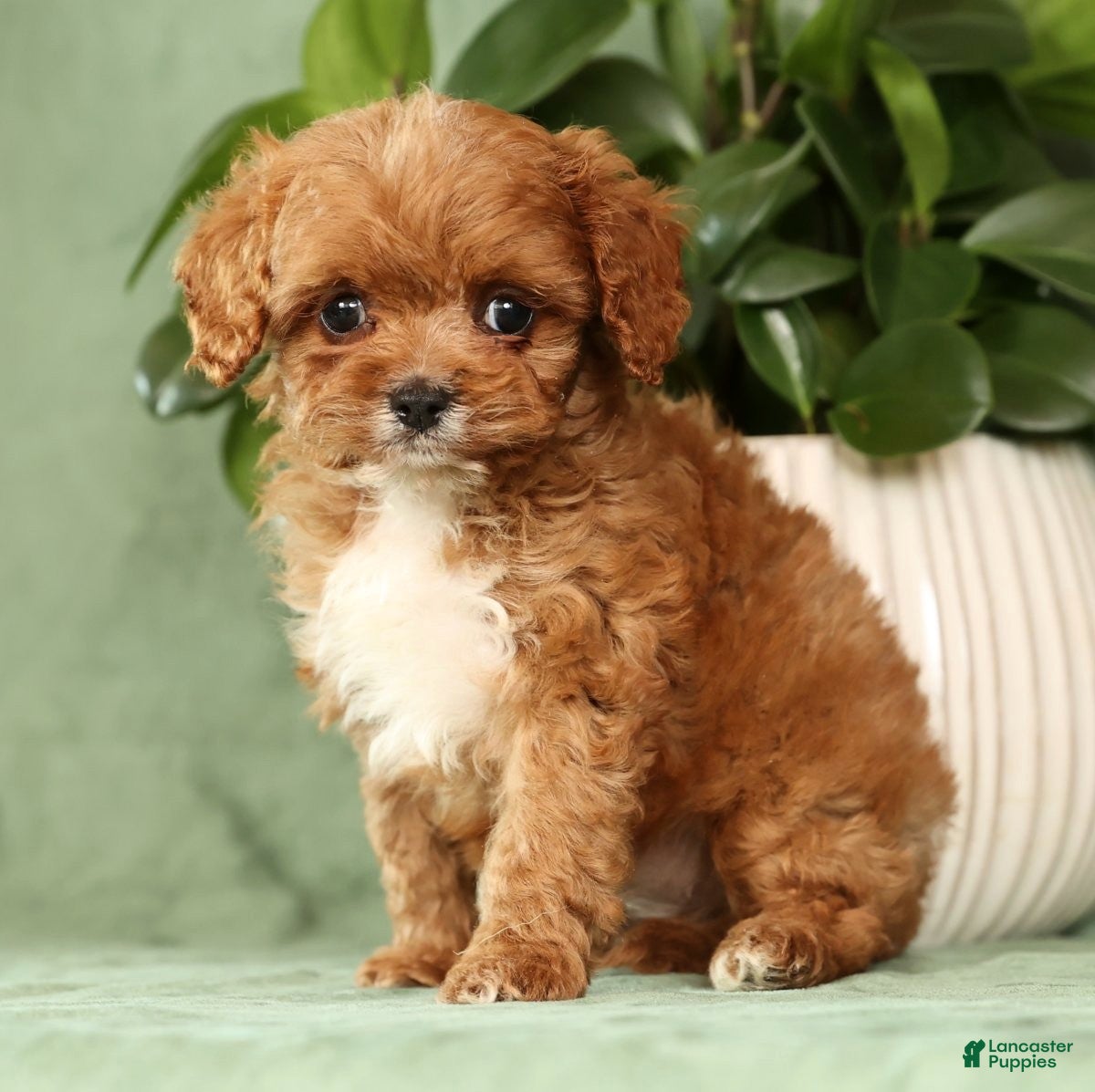 Cavapoo dogs Iris - Ad 2