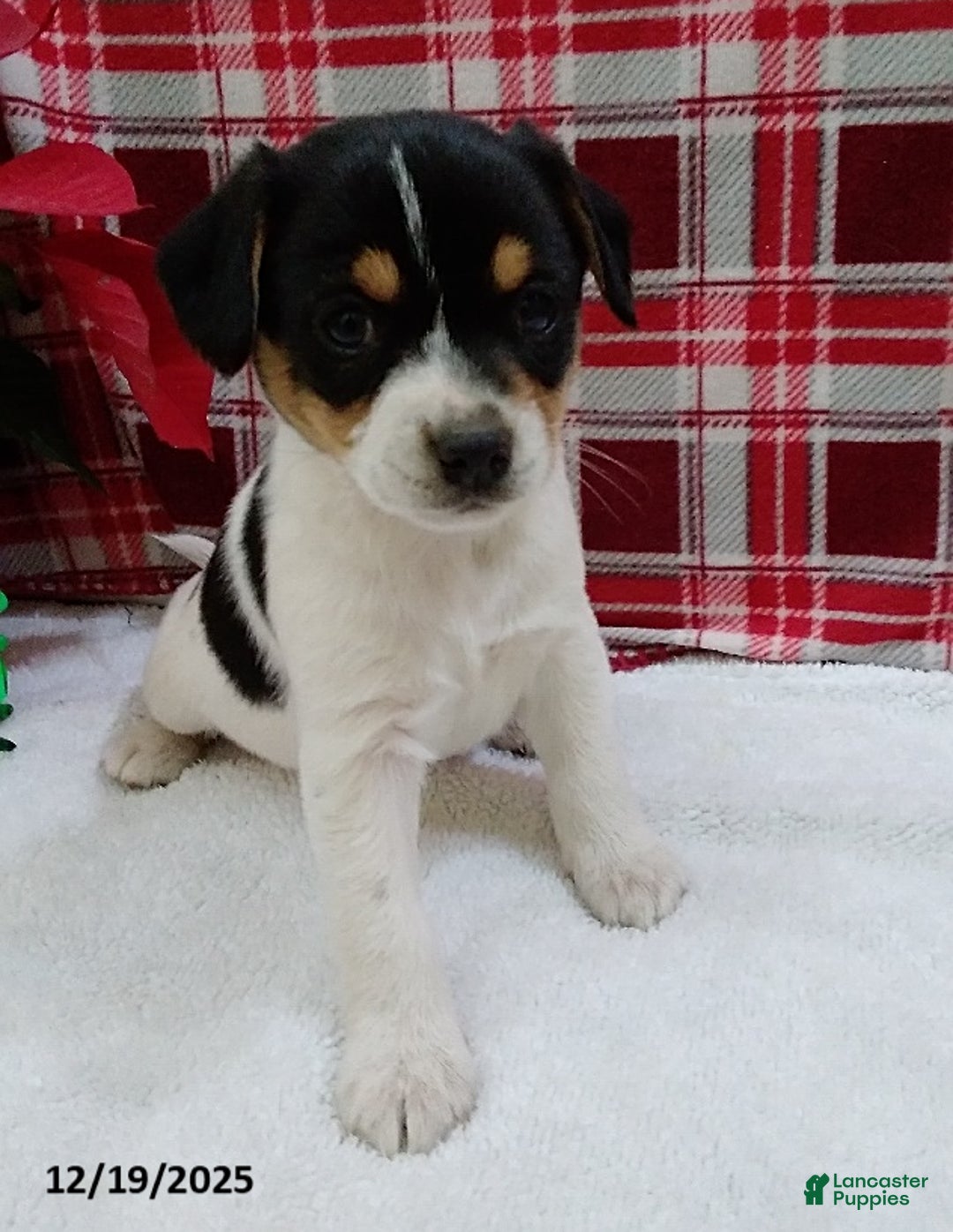 Mixed Breed dogs for sale: Twila - Ad 3