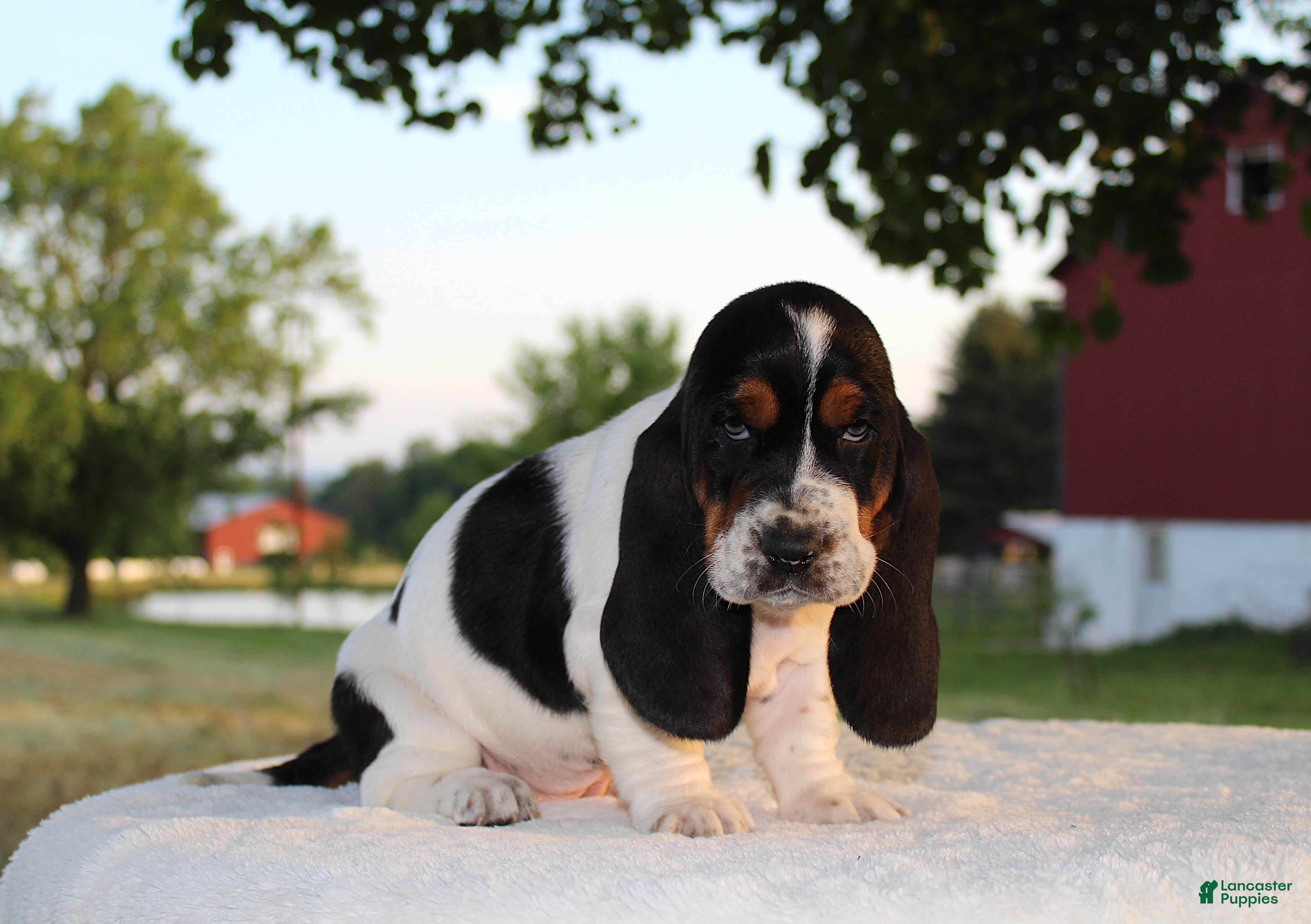 Basset Hound dogs Bailey - Ad 2