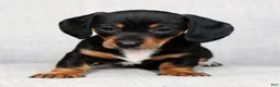 Miniature Dachshund dogs for sale: Sara - Ad 7