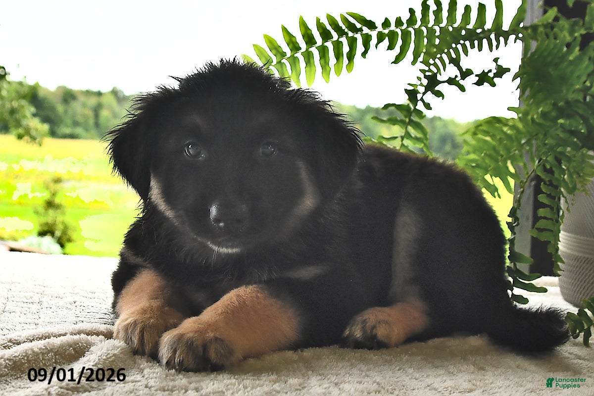 Mixed Breed dogs Buddy - Ad 1
