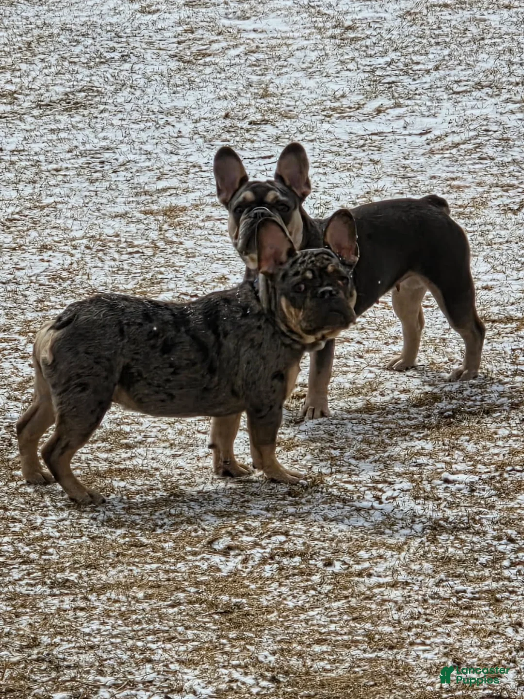 French Bulldog dogs for sale: French Bulldog Puppy 1 - Ad 3