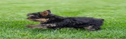 Yorkshire Terrier dogs for sale: Willy Yorkshire Terrier Puppy  - Ad 2