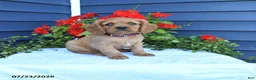 Miniature Golden Retriever dogs for sale: Squash - Ad 1