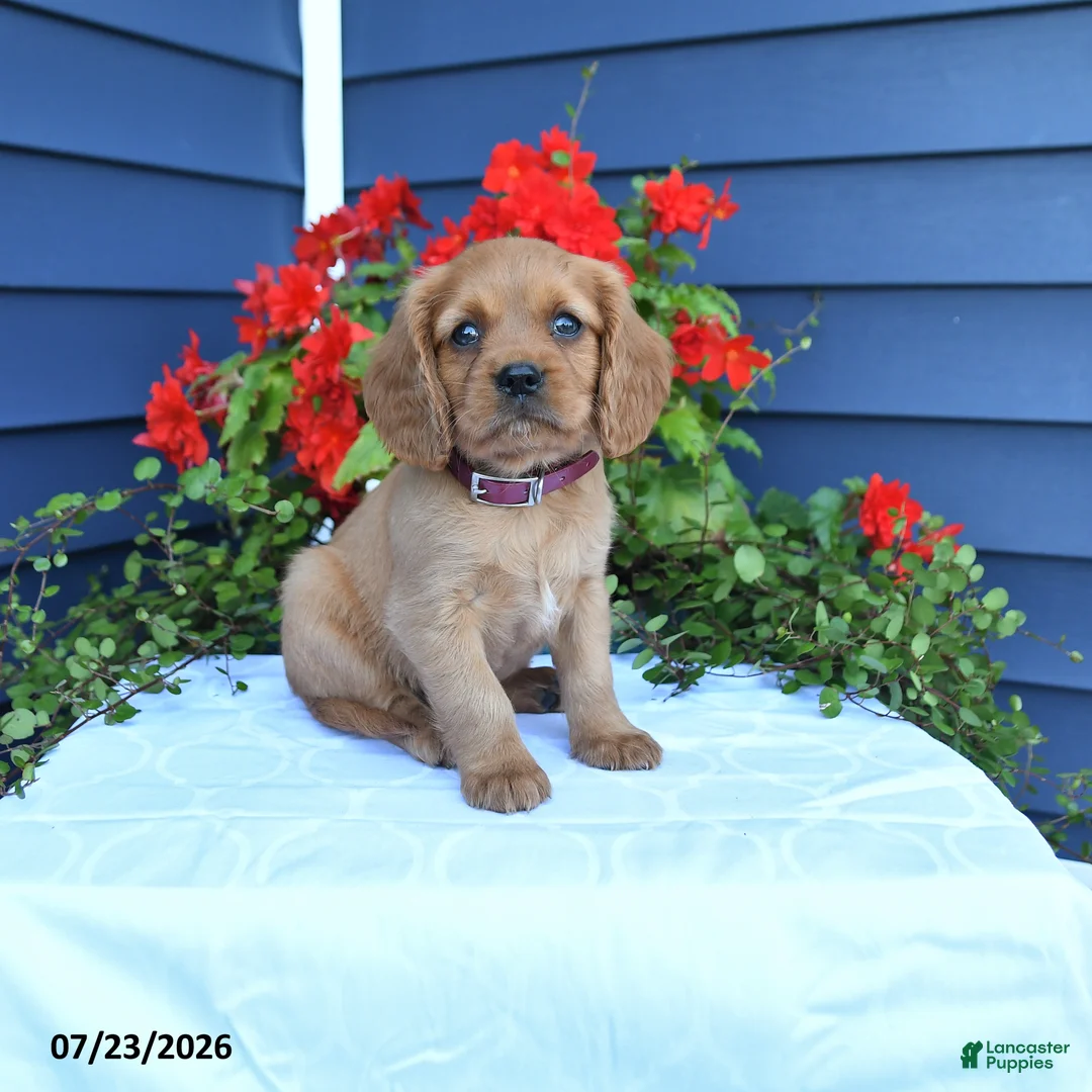 Miniature Golden Retriever dogs for sale: Squash - Ad 1