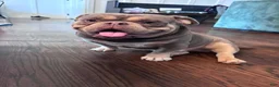American Bully dogs for sale: Krillin - Ad 28
