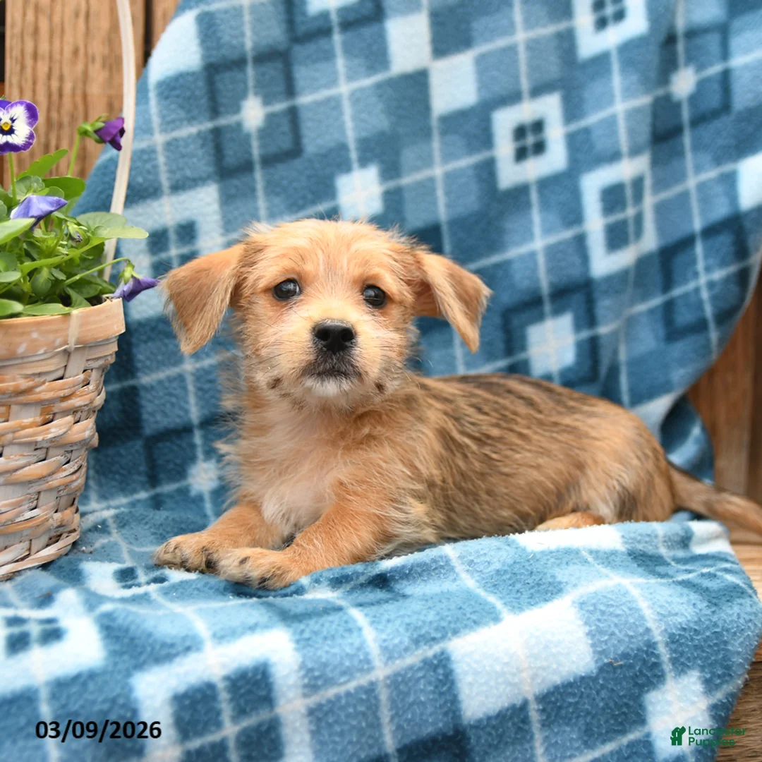 Mixed Breed dogs for sale: Skippy - Ad 2