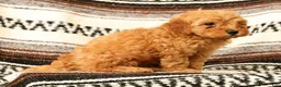 Mini Goldendoodle dogs for sale: Lance - Ad 9