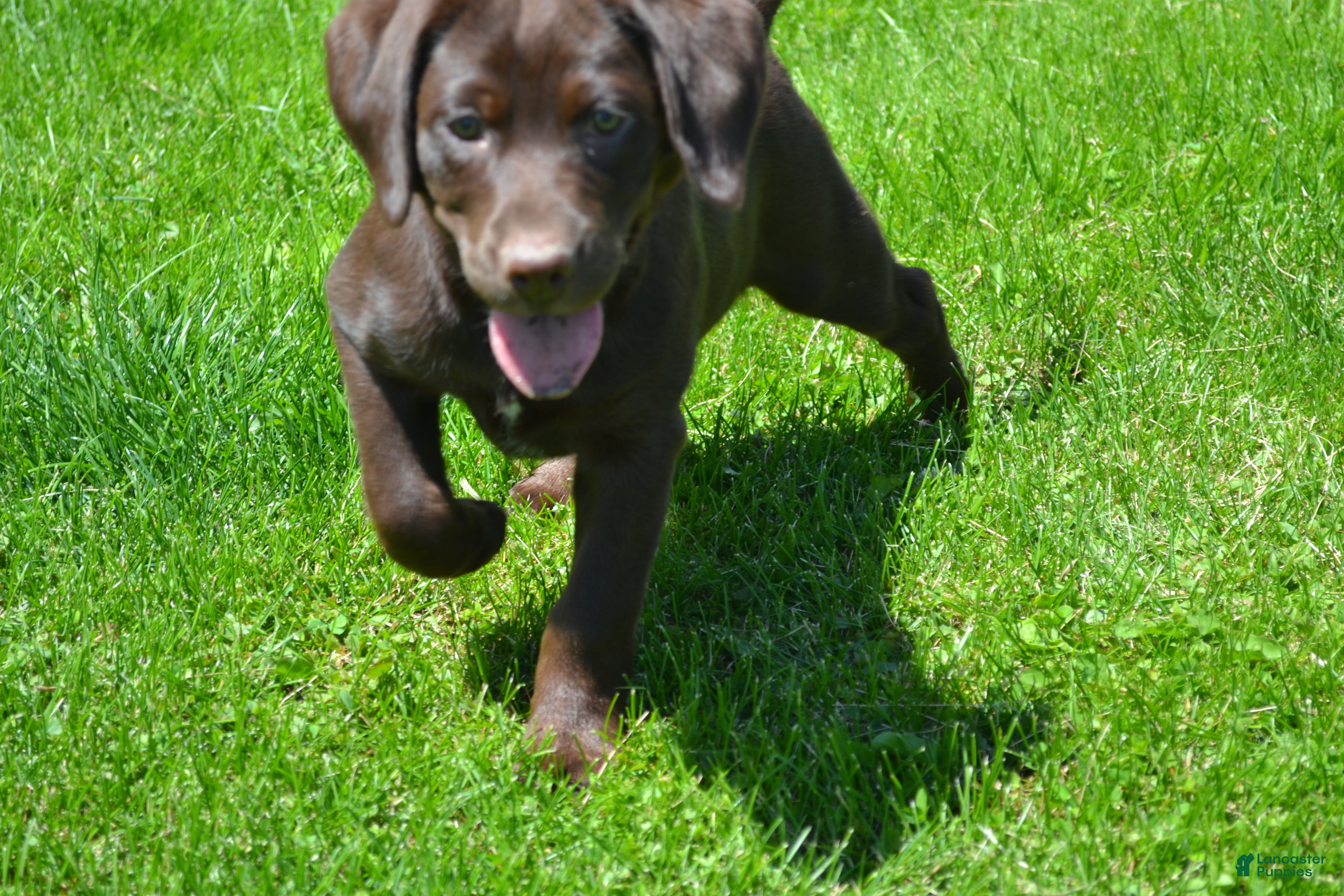 Labrador Retriever dogs Lysa - Ad 1