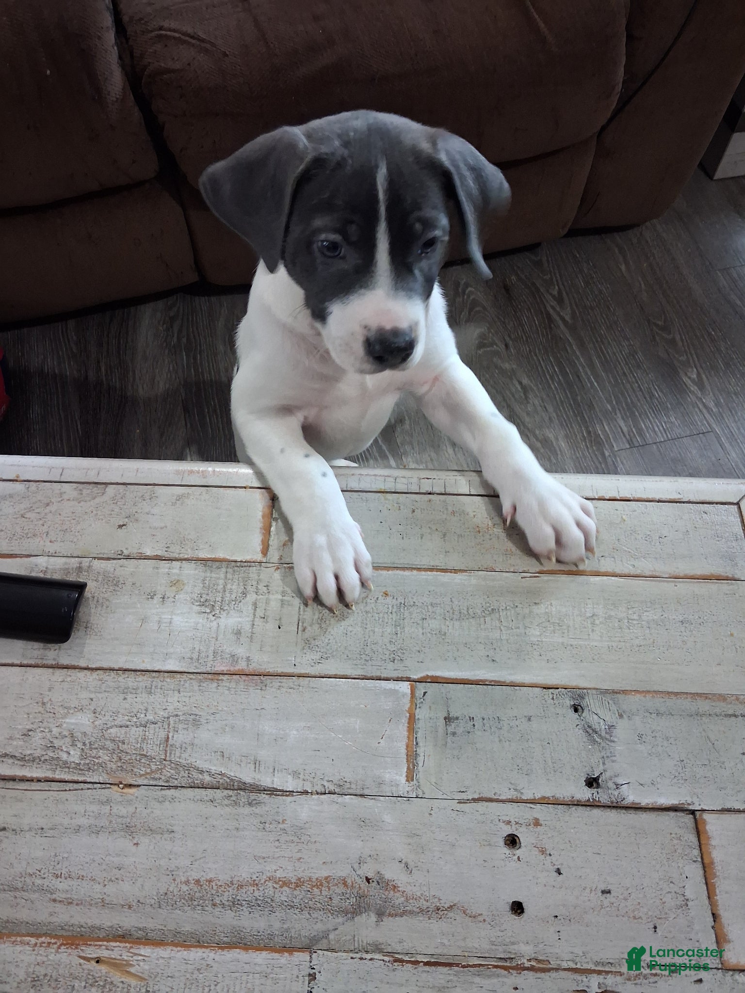 Mixed Breed dogs Mixed Breed Puppy 1 - Ad 2