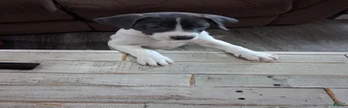 Mixed Breed Puppy 1