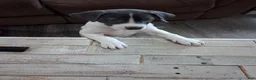 Mixed Breed dogs for sale: Mixed Breed Puppy 1 - Ad 1