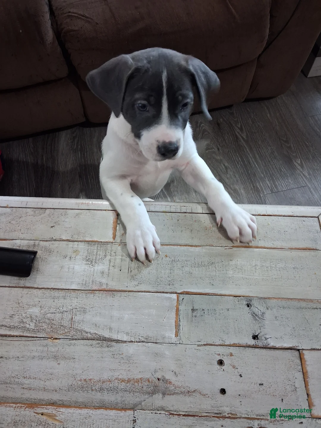 Mixed Breed dogs for sale: Mixed Breed Puppy 1 - Ad 1
