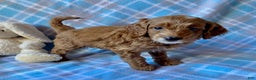 Mini Goldendoodle dogs for sale: Chipper - Ad 2