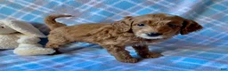 Mini Goldendoodle dogs for sale: Chipper - Ad 3