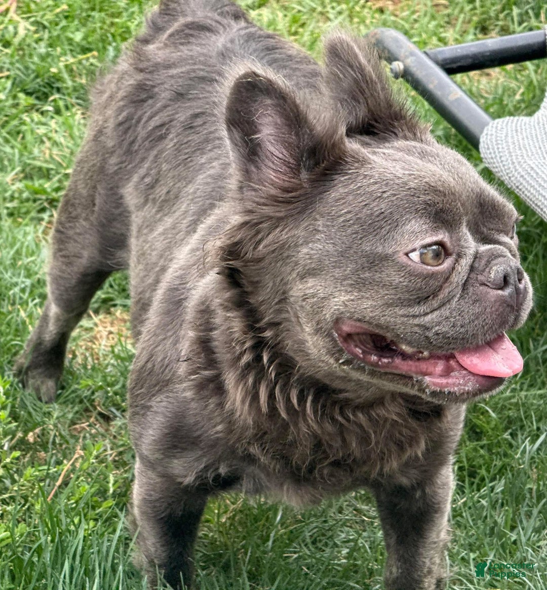 French Bulldog dogs for sale: Puppy 2 - Ad 2