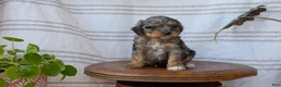 Cavapoo dogs for sale: Melody - Ad 6