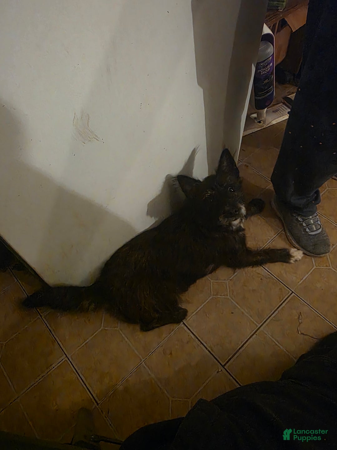 Mixed Breed dogs for sale: Mia - Ad 7