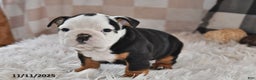 Olde English Bulldogge dogs for sale: Lena - Ad 10
