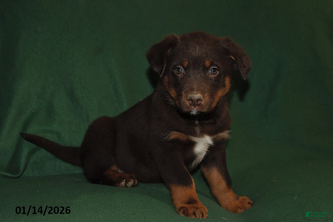 Mixed Breed dogs for sale: Benny - Ad 4