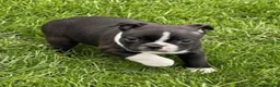 Boston Terrier dogs for sale: Lilly - Ad 4