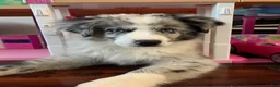 Miniature Australian Shepherd dogs for sale: Booty - Ad 13