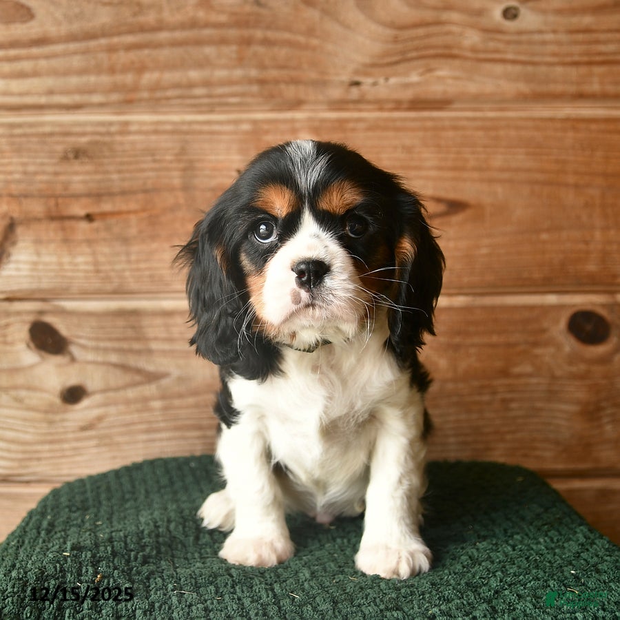 Cavalier King Charles Spaniel dogs Owen  - Ad 25
