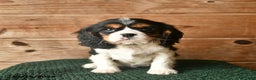 Cavalier King Charles Spaniel dogs for sale: Owen  - Ad 1