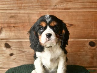 Cavalier King Charles Spaniel dogs Owen - Ad 18