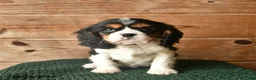 Cavalier King Charles Spaniel dogs for sale: Owen  - Ad 1