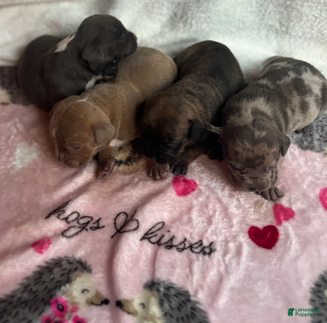 American Bully dogs for sale: American Bully 3 - Ad 2