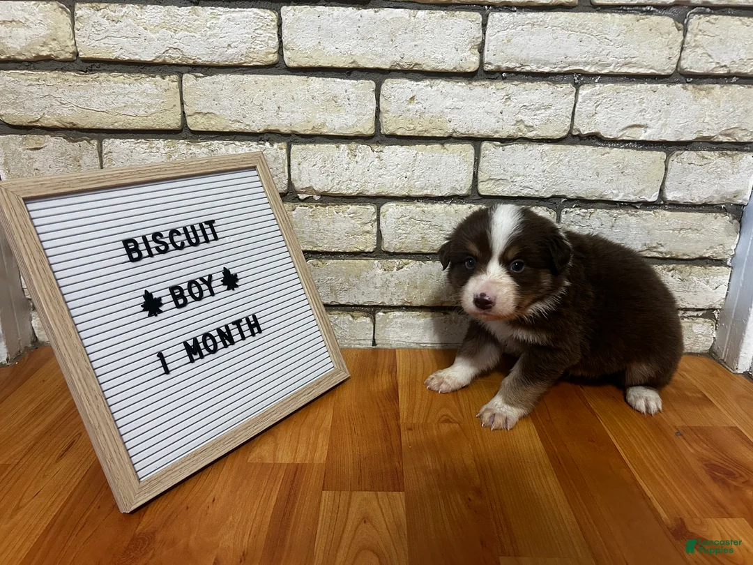 Australian Shepherd dogs for sale: Biscuit  - Ad 2