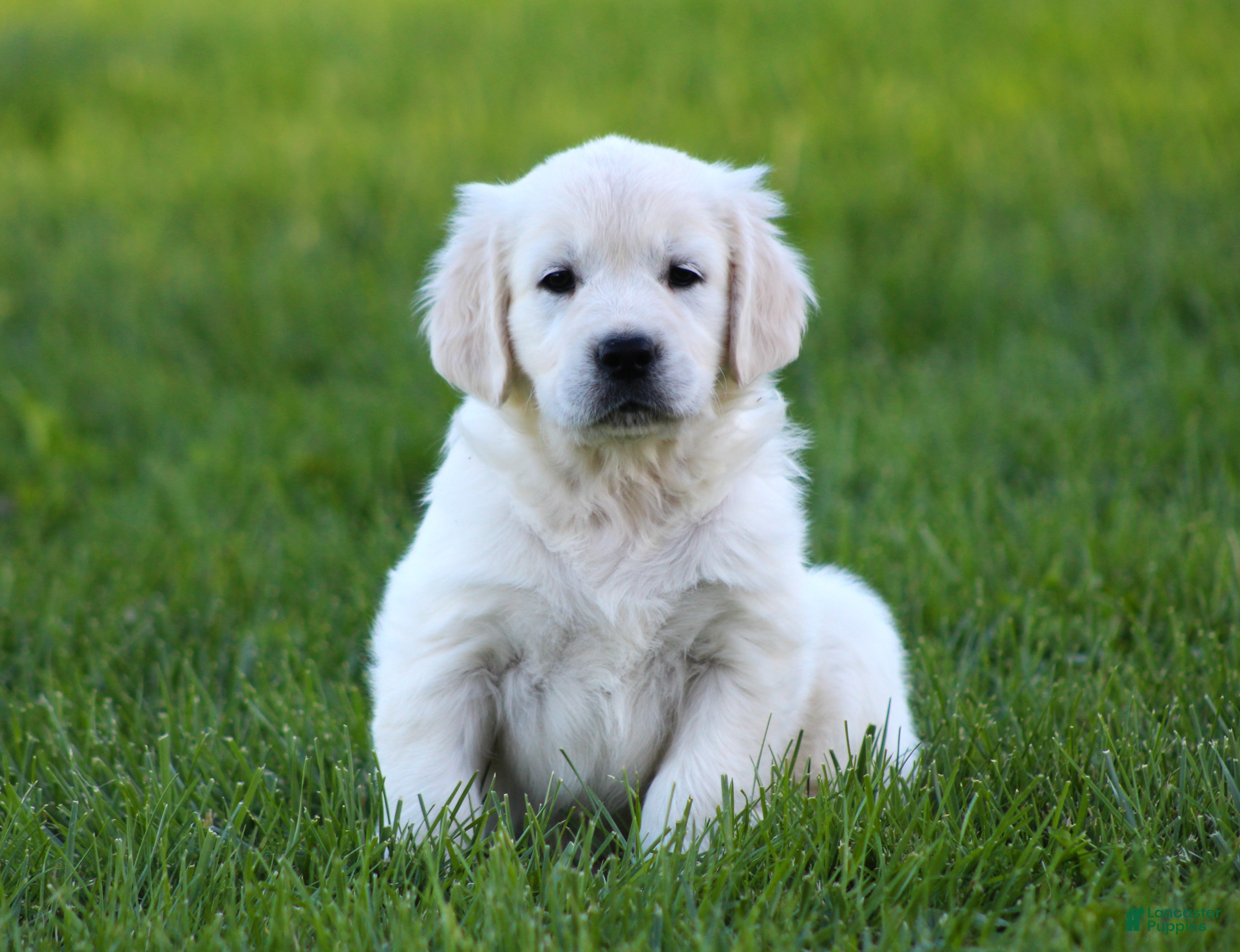 Golden Retriever dogs Katniss  - Ad 1