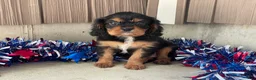 Cavalier King Charles Spaniel dogs for sale: Harmony Cavalier King Charles Spaniel  - Ad 2