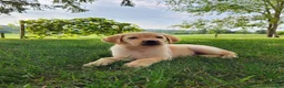 Labrador Retriever dogs for sale: Lucy - Ad 1