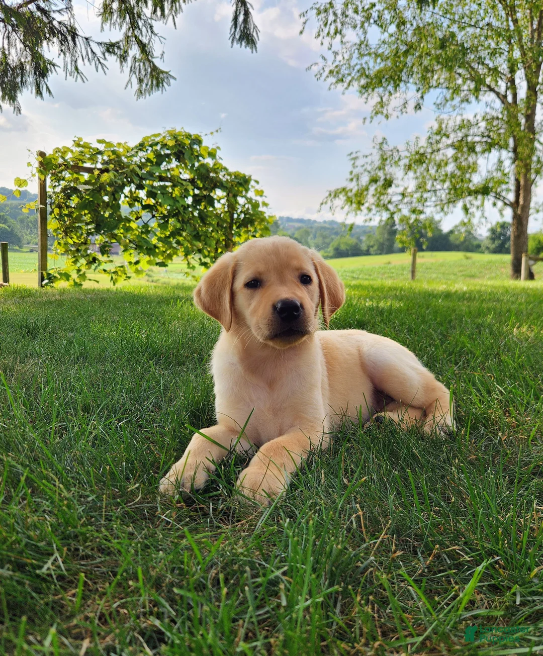 Labrador Retriever dogs for sale: Lucy - Ad 1