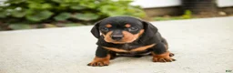 Miniature Dachshund dogs for sale: CeCe - Ad 9