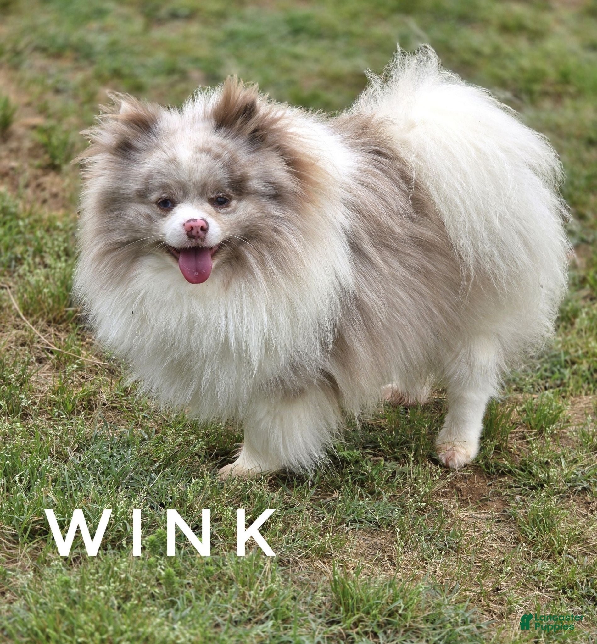Pomeranian dogs Wink - Lavender Merle Parti - Blue Eye - Ad 1