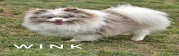 Pomeranian dogs for sale: Wink - Lavender Merle Parti - Blue Eye - Ad 1