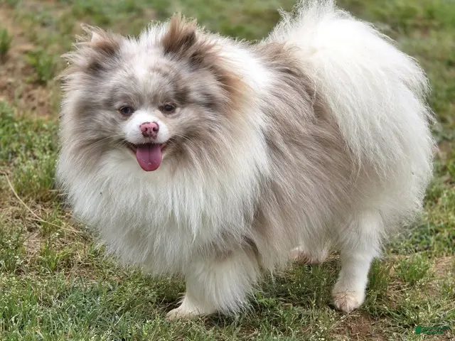 Pomeranian dogs for sale: 😉 One Wink and You’ll Fall in Love – Gorgeous Lavender Merle Parti Pom! 💜🐾 - Ad 2