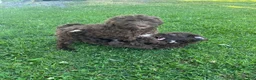Miniature Labradoodle dogs for sale: Merle - JAX  - Ad 3