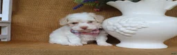 Toy Poodle dogs for sale: Dakota - Ad 3
