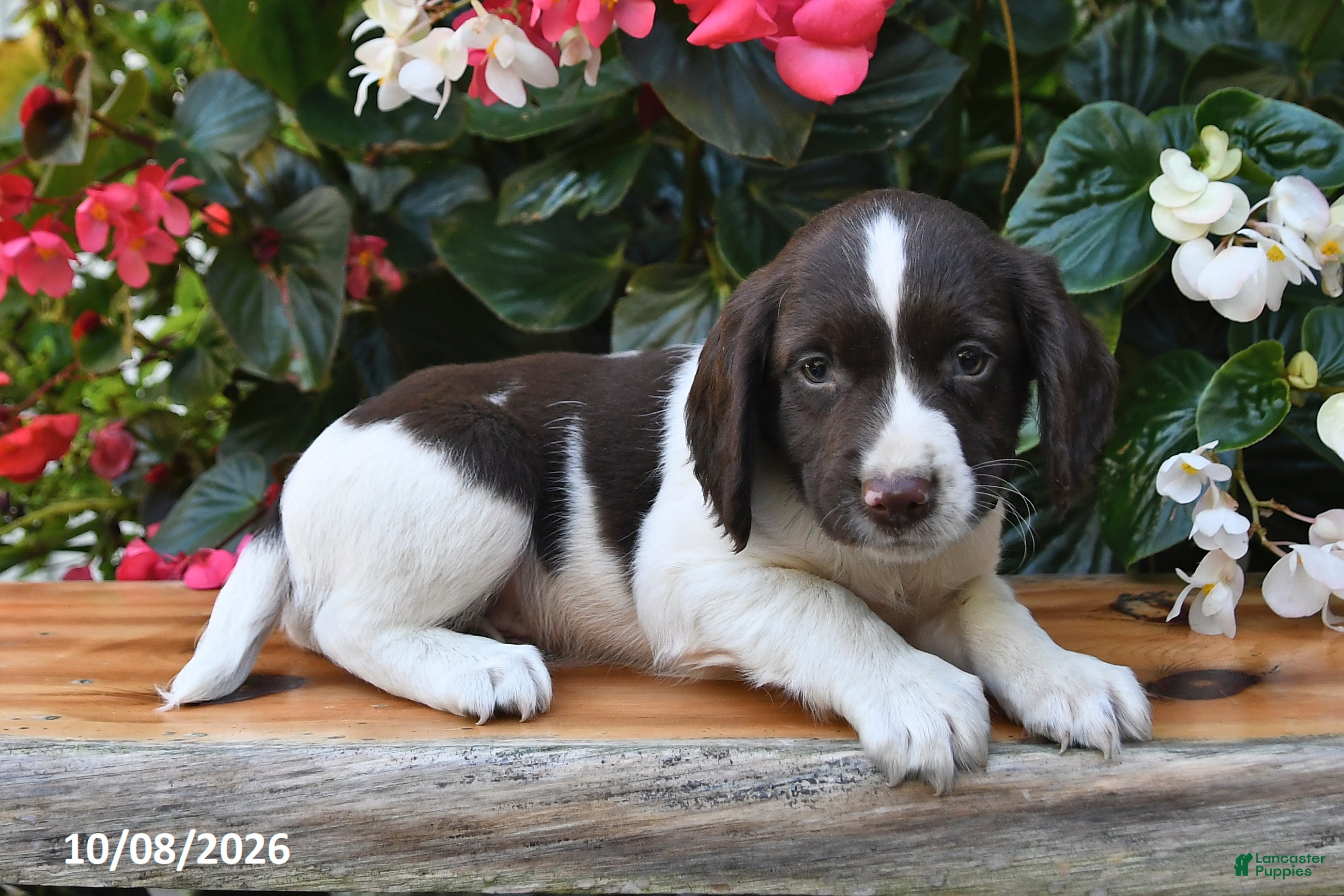 Cocker Spaniel dogs Eclair - Ad 2