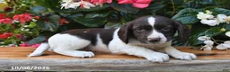 Cocker Spaniel dogs for sale: Eclair - Ad 2