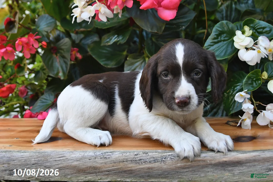 Cocker Spaniel dogs for sale: Eclair - Ad 2
