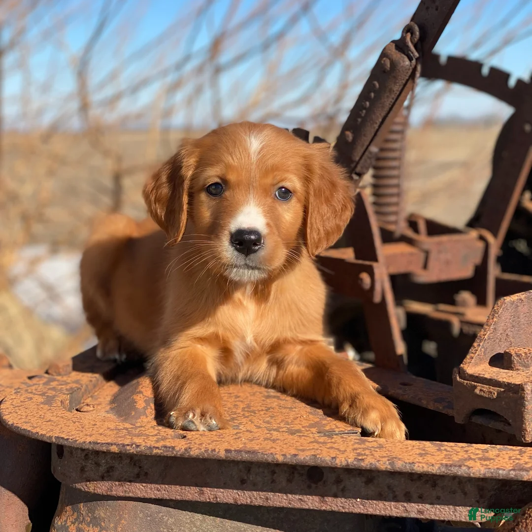 Mixed Breed dogs for sale: Blaze - Ad 4