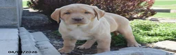 Labrador Retriever dogs for sale: Malinda - Ad 1