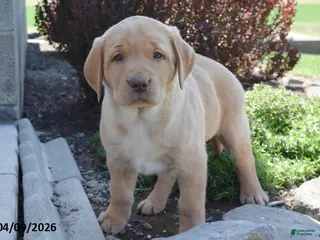 Labrador Retriever dogs for sale: Malinda - Ad 2
